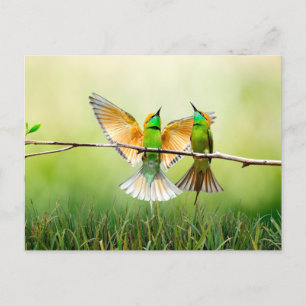 European Bee-Eater Colourful Bird Postcard