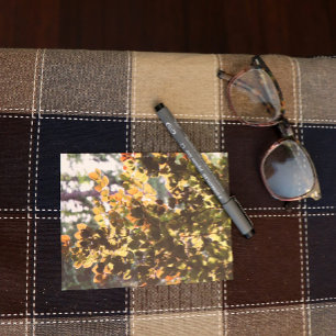 European Beech Tree Postcard