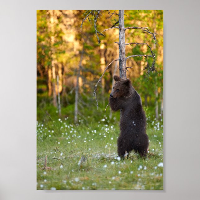 European brown bear hugging tree poster (Front)