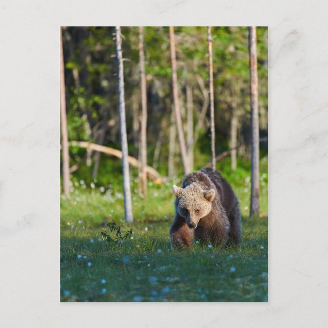 European brown bear postcard (Front)