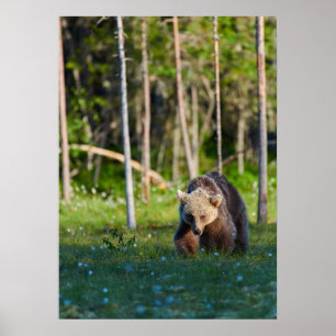 European brown bear poster