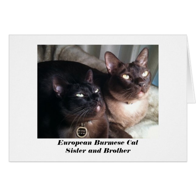 European Burmese Cat Card (Front Horizontal)