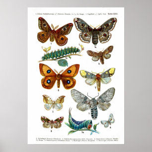 European Butterflies (Plate 13) Poster