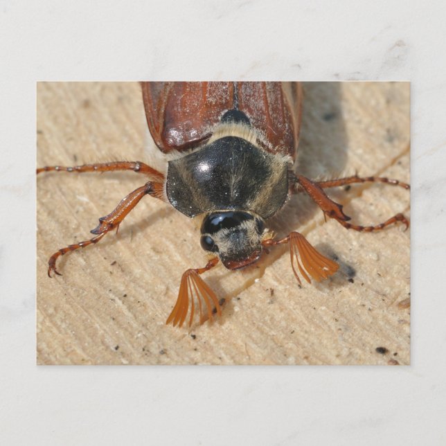 European cockchafer postcard (Front)