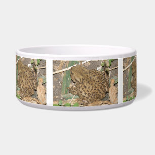 European Common Toad Bowl
