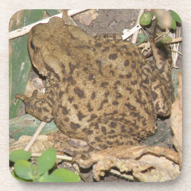 European Common Toad Cork Coaster (Front)