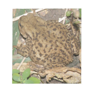 European Common Toad Notepad