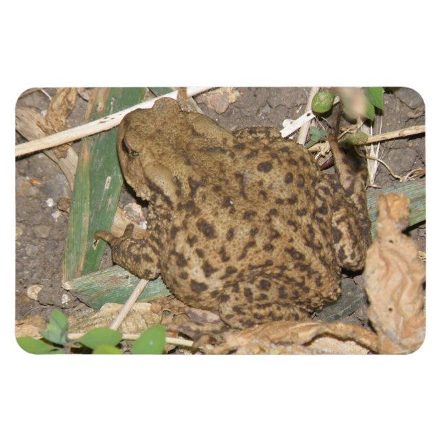 European Common Toad Premium Magnet (Horizontal)