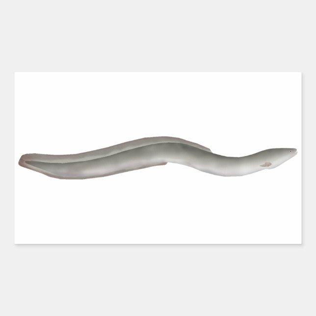 European Eel Sticker (Front)