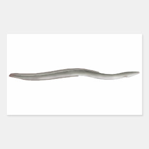 European Eel Sticker