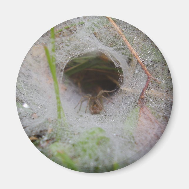 European Funnel Web Spider Magnet (Front)