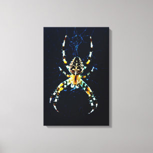 European Garden Spider 16x24 (40x60cm) waccnm Canvas Print