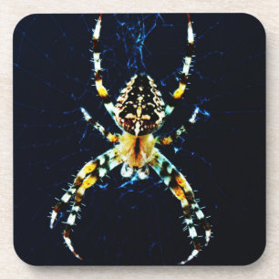 European Garden Spider coastercna Coaster