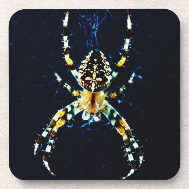 European Garden Spider coastercna Coaster (Front)