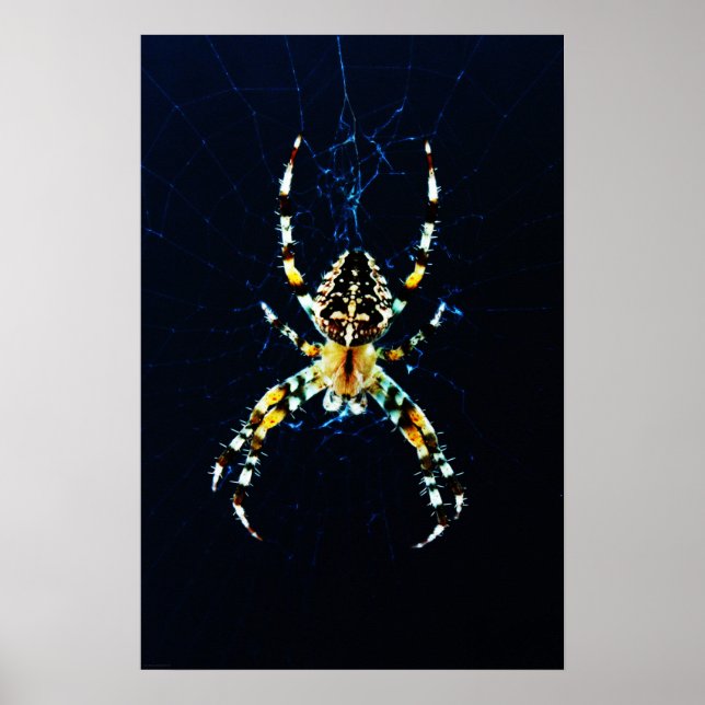 European Garden Spider wapcna Poster (Front)