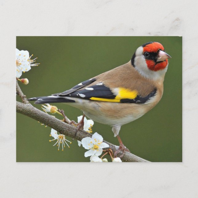 European Goldfinch (Carduelis carduelis) Postcard (Front)