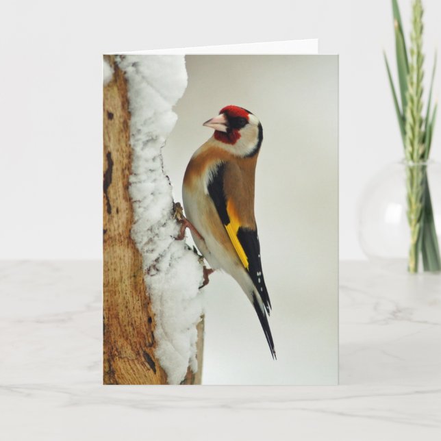 European Goldfinch in snow greeting card (Front)