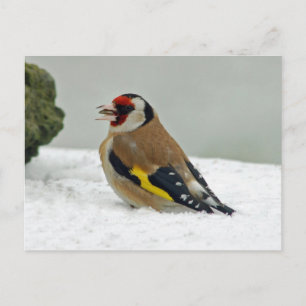 European Goldfinch in snow postcard
