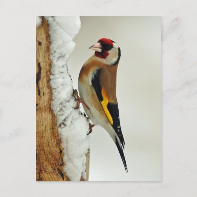 European Goldfinch in snow postcard (Front)