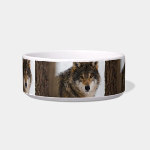 European grey wolf bowl