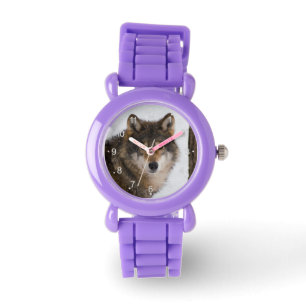 European grey wolf watch