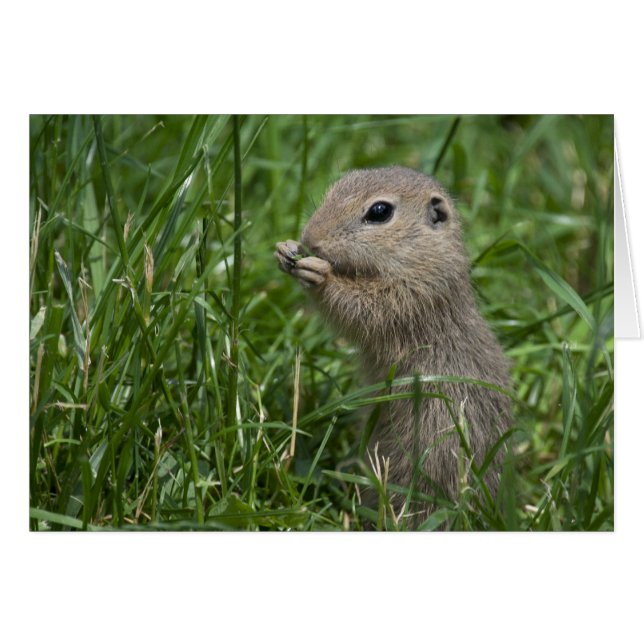 European ground squirrel (Front Horizontal)