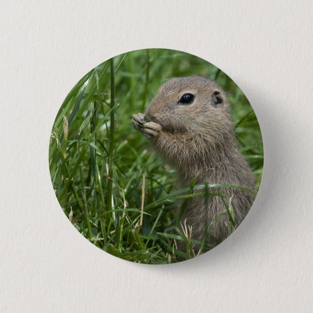 European ground squirrel 2 inch round button (Front)