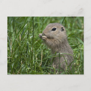 European ground squirrel postcard