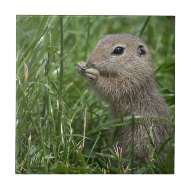 European ground squirrel tile (Front)