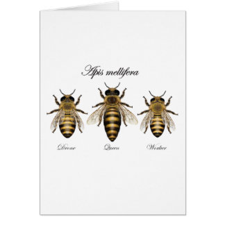 European honey bee (Apis mellifera)