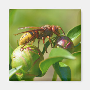 European hornet on bud flower  magnet