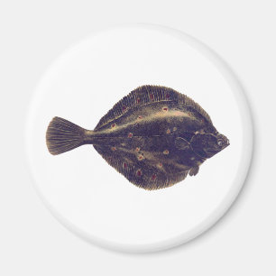 European Plaice Magnet