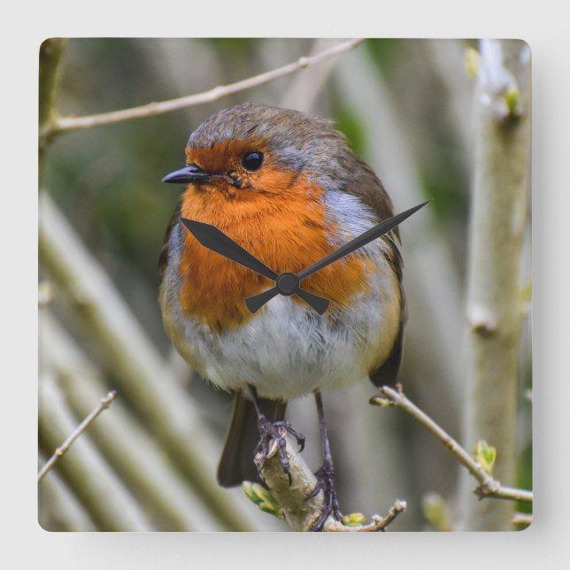 European Robin Acrylic Wall Clock (Front)