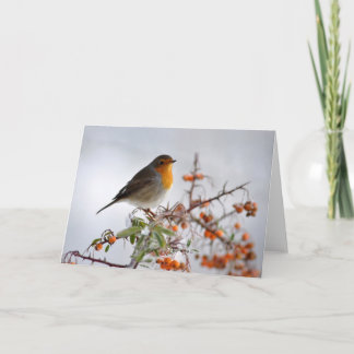 European Robin and orange berry Card