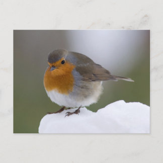 European Robin dans la neige carte postale