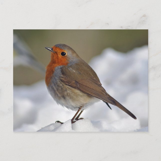 European Robin in snow Postcard (Front)