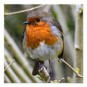 European Robin Photo Print