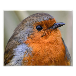 European Robin  Photo Print