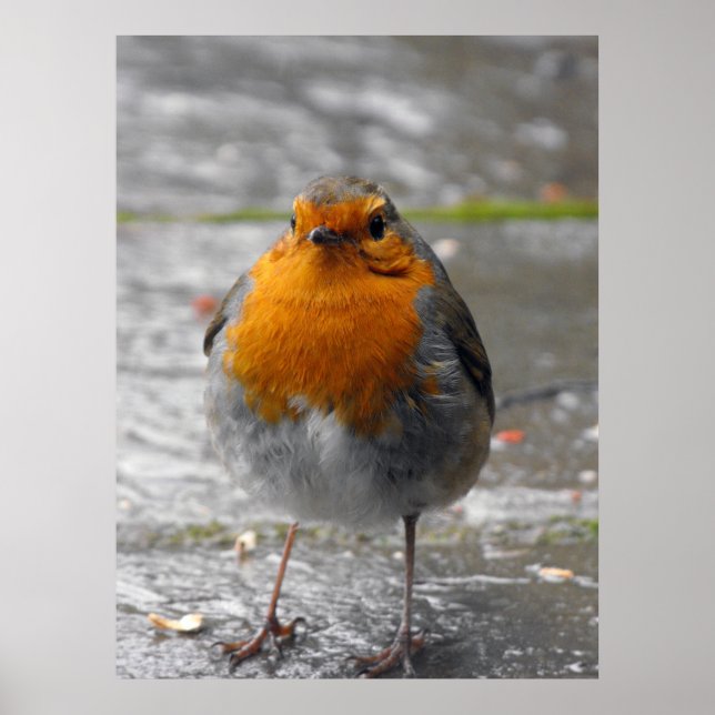 European Robin Poster (Front)