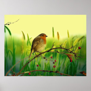 European robin poster