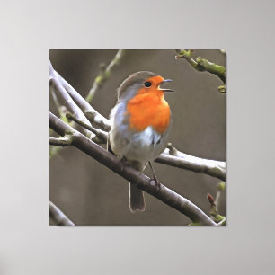 European Robin Red and Grey Painting Canvas Print