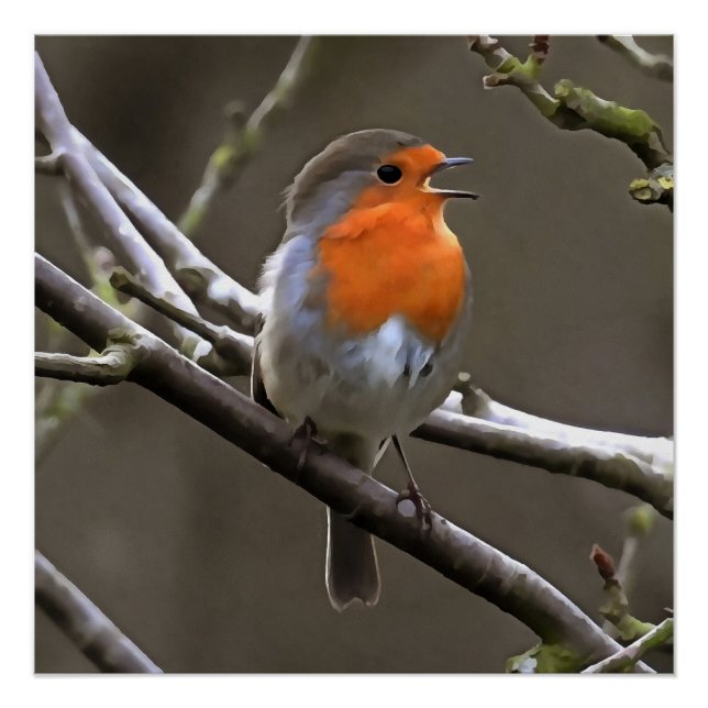 European Robin Red and Grey Painting Poster (Front)