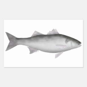 European Seabass Sticker