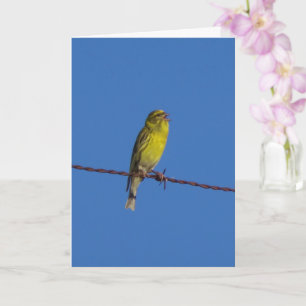 European Serin Bird Portrait Card