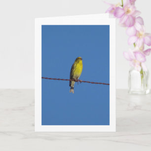 European Serin Bird Portrait Card