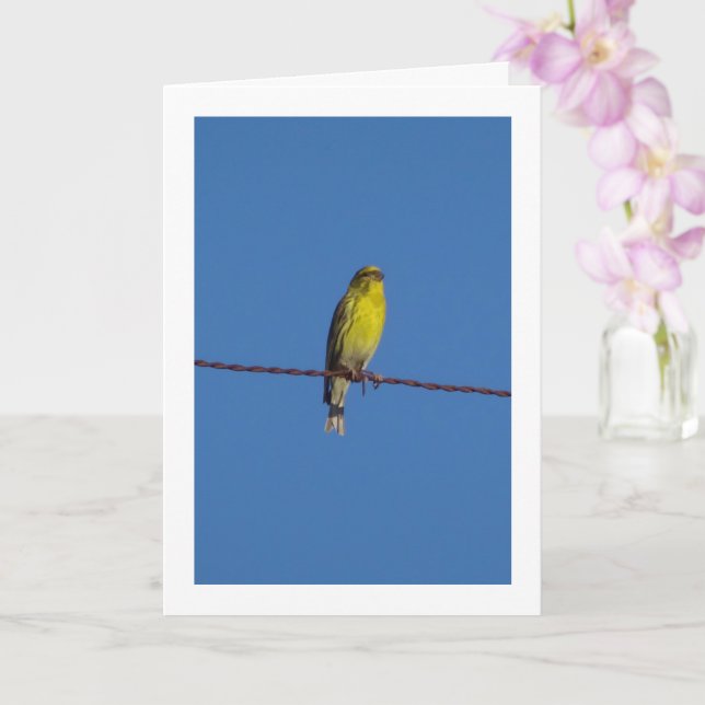 European Serin Bird Portrait Card (Orchid)