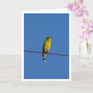 European Serin Bird Portrait Card