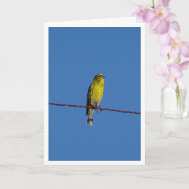 European Serin Bird Portrait Card (Orchid)