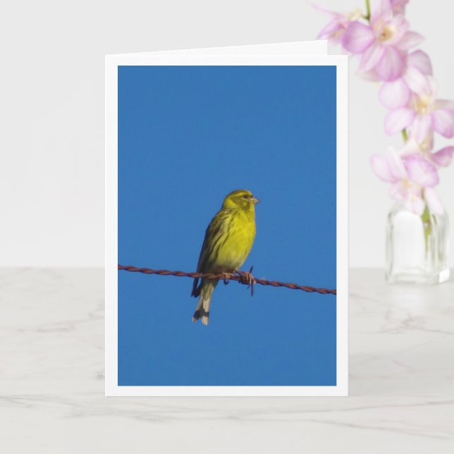 European Serin Bird Portrait Card (Orchid)
