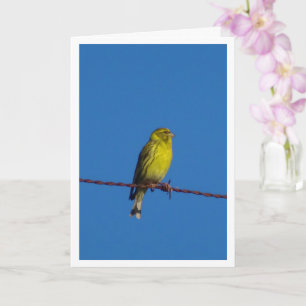 European Serin Bird Portrait Card